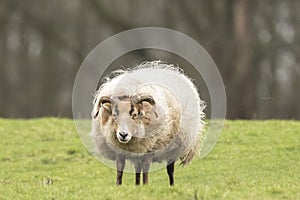 Sheep shaking of fluff