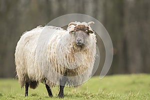 Sheep shaking of fluff