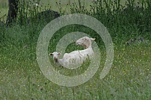 Sheep sheared with her lamb in the fields of pedroches