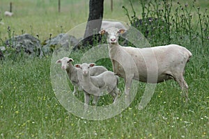 Sheep sheared with her lambs in the fields of pedroches