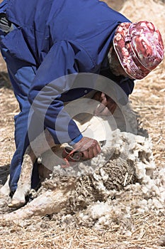 Sheep shearing