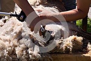 Sheep Shearing photo