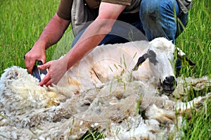 Sheep shearing