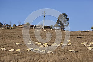 Sheep after shearing