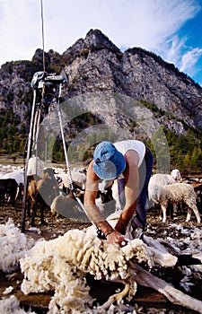 Sheep shearing