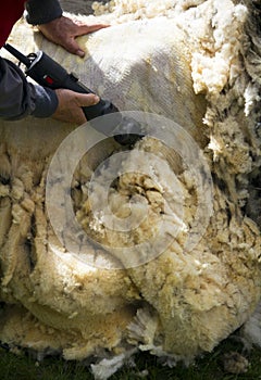 Sheep Shearing