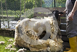 Sheep Shearing