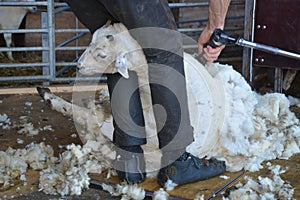 Sheep Shearing