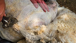 Sheep shearing being done by local farmer