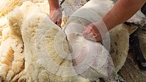 Sheep shearing being done by local farmer