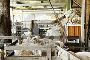 Sheep Shearing Enclosure