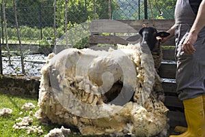 Sheep Shearing photo