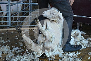 Sheep Shearing