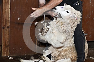 Sheep shearing - New Zealand