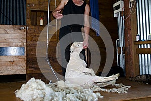 Sheep Shearing - New Zealand