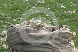 Sheep shearing,North Sea,North Frisia,Germany