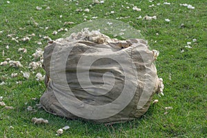 Sheep shearing,North Sea,North Frisia,Germany