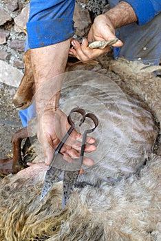 Sheep shearing with old clips