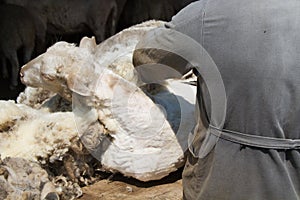 Sheep shearing scissors in hand Siberian village