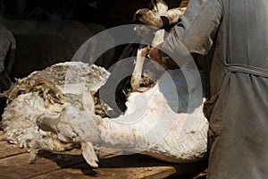 Sheep shearing scissors in hand Siberian village