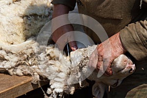 Sheep shearing scissors in hand Siberian village