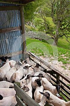 Sheep in shearing shed pen