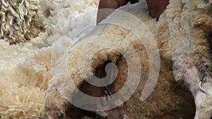 Sheep shearing - Traditional job