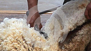 Sheep shearing - Traditional job
