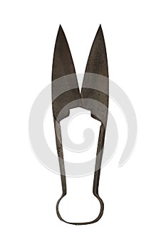 Sheep Shears. Vintage Rusted Scissors Isolated On White