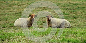 Sheep, sheep in the field in autumn. herd, insistently.Background farmers field sheep.