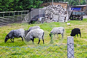 Sheep on sheep way behind bridle at farm in Germany
