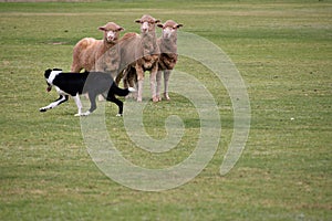 sheep and Sheepdog trials