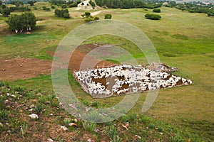 Sheep in sheepfold photo