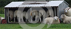 Sheep in shelter
