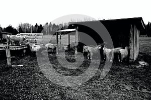 Sheep and a Shelter on a Farm in the Fall