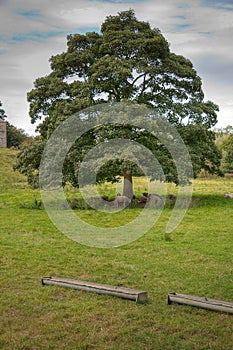 Sheep Sheltering Beneath a Lone Tree