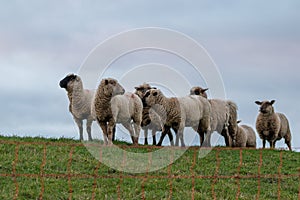 Sheep of a shepherd with organic wool on an organic farm with adequate animal housing as ideal for happy sheep