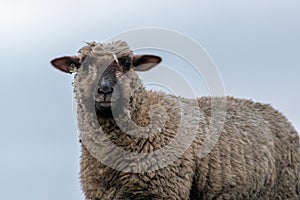 Sheep of a shepherd with organic wool on an organic farm with adequate animal housing as ideal for happy sheep