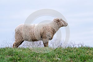 Sheep of a shepherd with organic wool on an organic farm with adequate animal housing as ideal for happy sheep and organic meat