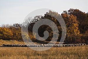 Sheep with shepperd at the outskirt of town