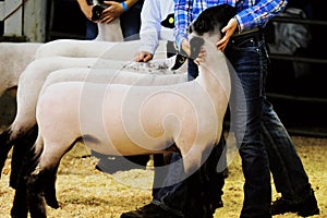 Sheep showing at fair