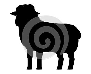 Sheep silhouette. A farm animal, Mammal element illustration in a simple flat style isolated