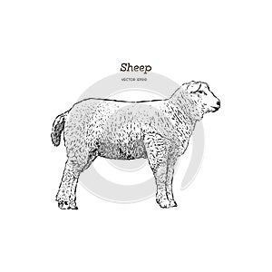 Sheep sketch style.