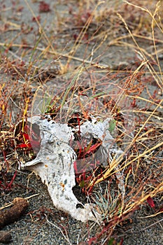 Sheep skull