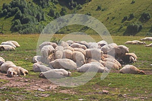 These sheep sleep sweet dream. Georgia mountains