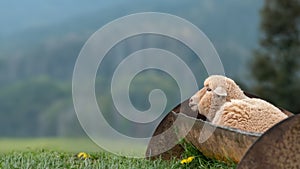 A sheep sleeps in an empty water trough