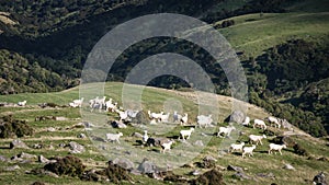 Sheep on slopes at Akaroa, New Zealand