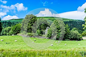 Sheep on the slopes of Wicklow Mountain