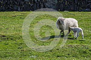 Sheep and small cute lamb in a green field between traditional stone fences. Agriculture industry. Source of meat and wool.