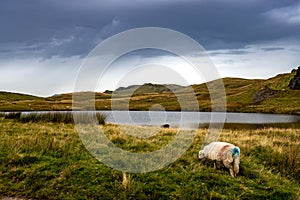 Sheep And Small Pond In Wild Landscape Of Snowdonia National Park in Wales, United Kingdom